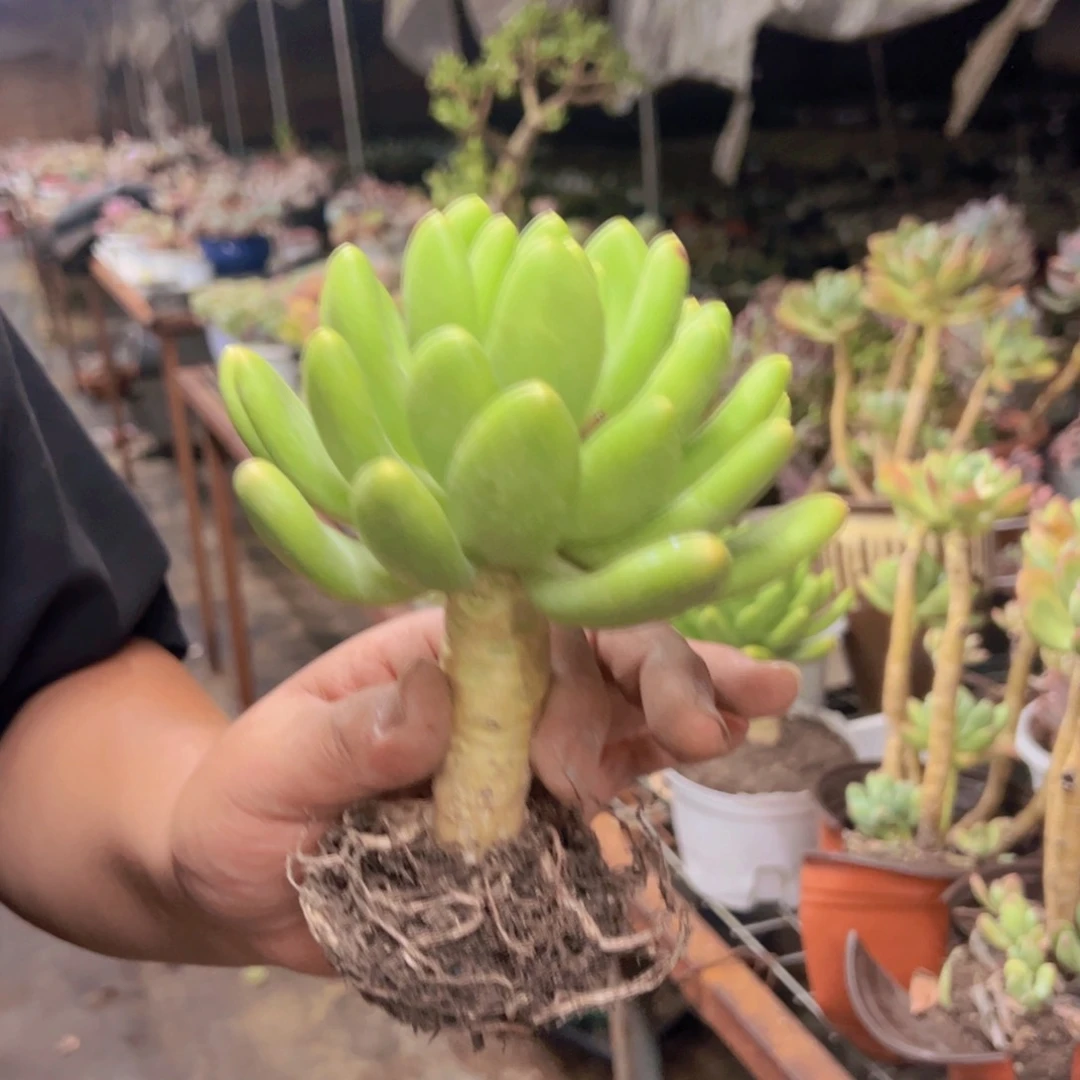 金蟾大单头老桩多肉