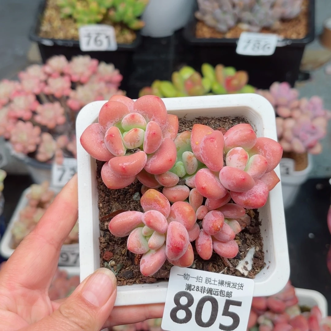 红洛神无盆土发货