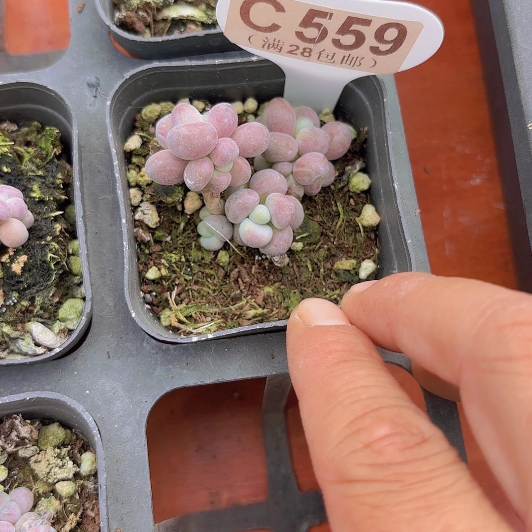 C559桃蛋一物一拍