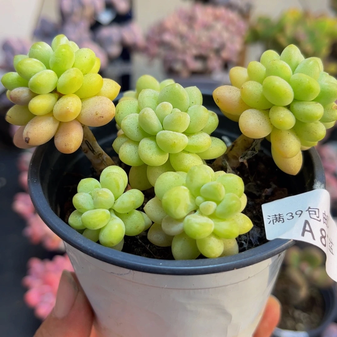 878洛可可8cm多肉植物