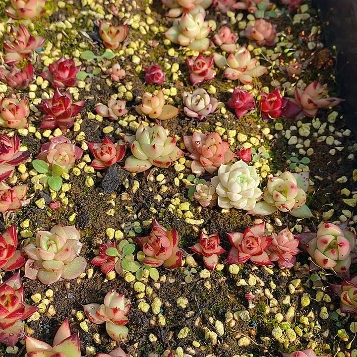 80 多肉植物盆栽花卉植物