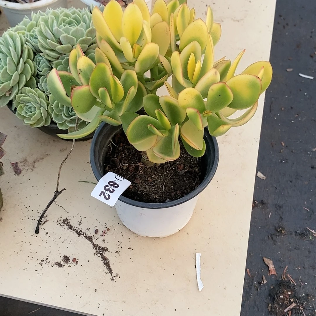阳****！832新花月锦多肉植物