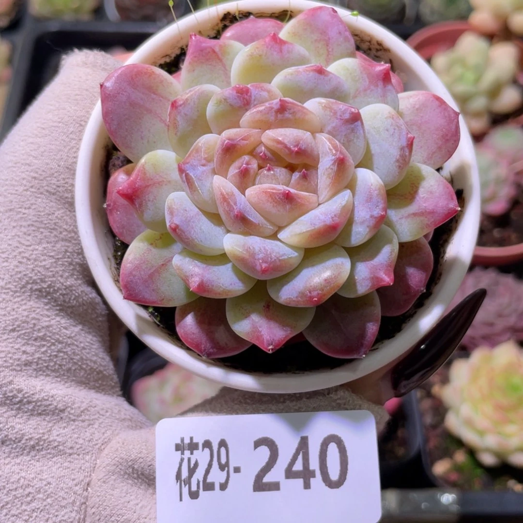 花利美29-240秘境冰魄