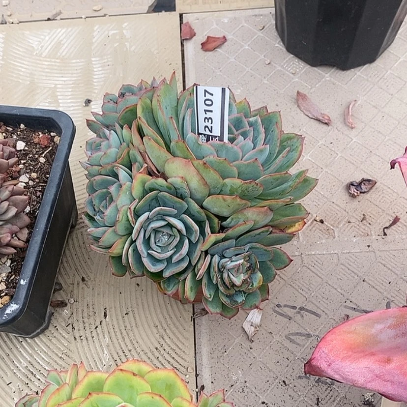 【闪购商品】?***菊晨露23107
