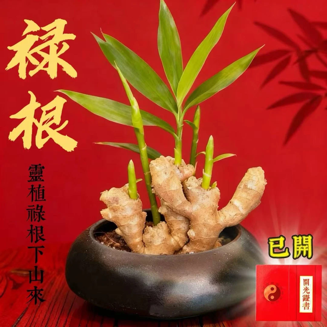带芽禄根盆栽好养灵草不当生姜种苗办公室桌面小绿植【含盆】K4