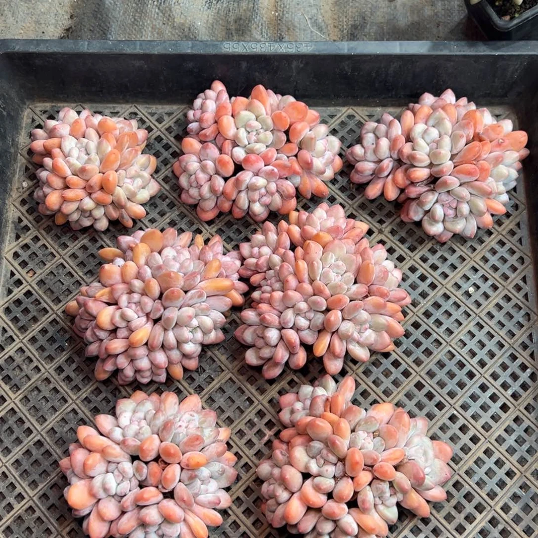 香水宝贝群生全状态量拍群无砍