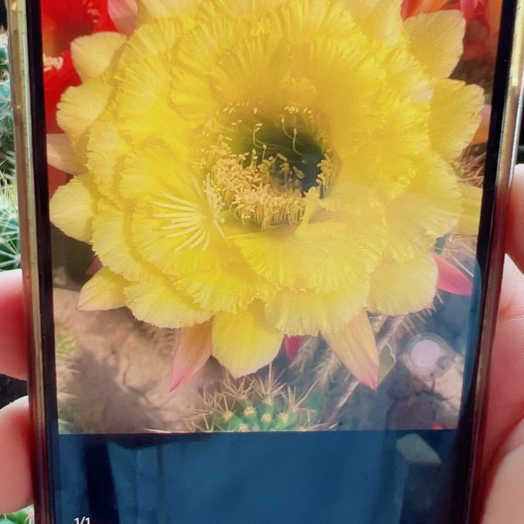 毛花柱 清公主 侧芽满20包邮