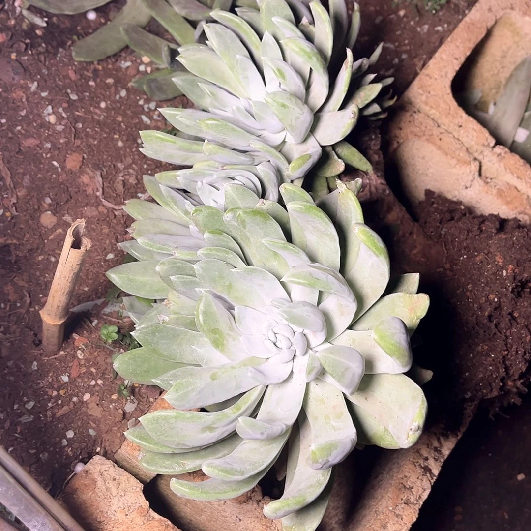 L**A帕翠莎老桩多头群