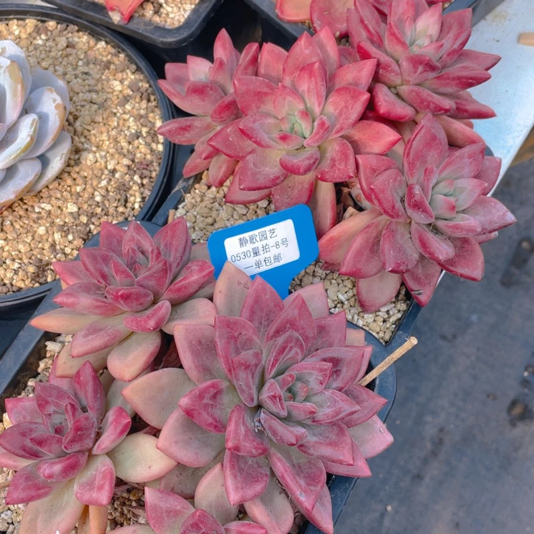 0530-8-全状态赫菲斯托一颗