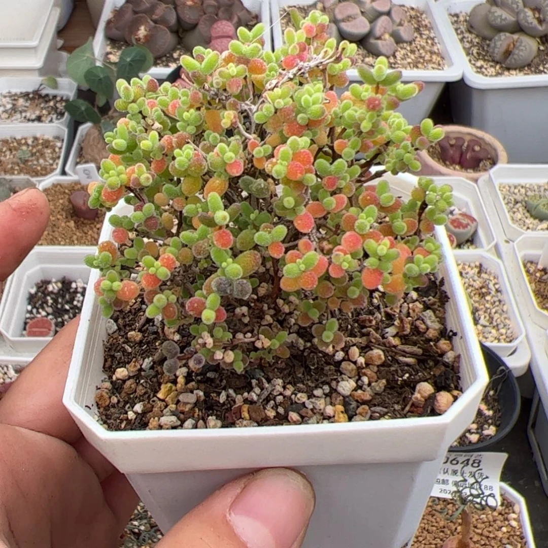 0678号枝杆 多肉植物