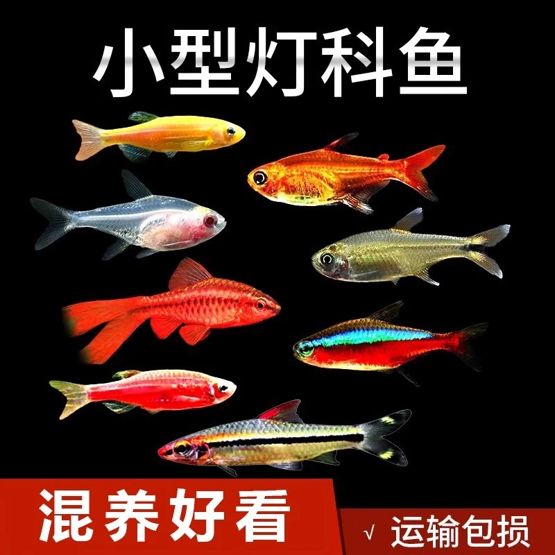 组合链接灯科鱼饲养发货活体热带小型观赏鱼灯科鱼