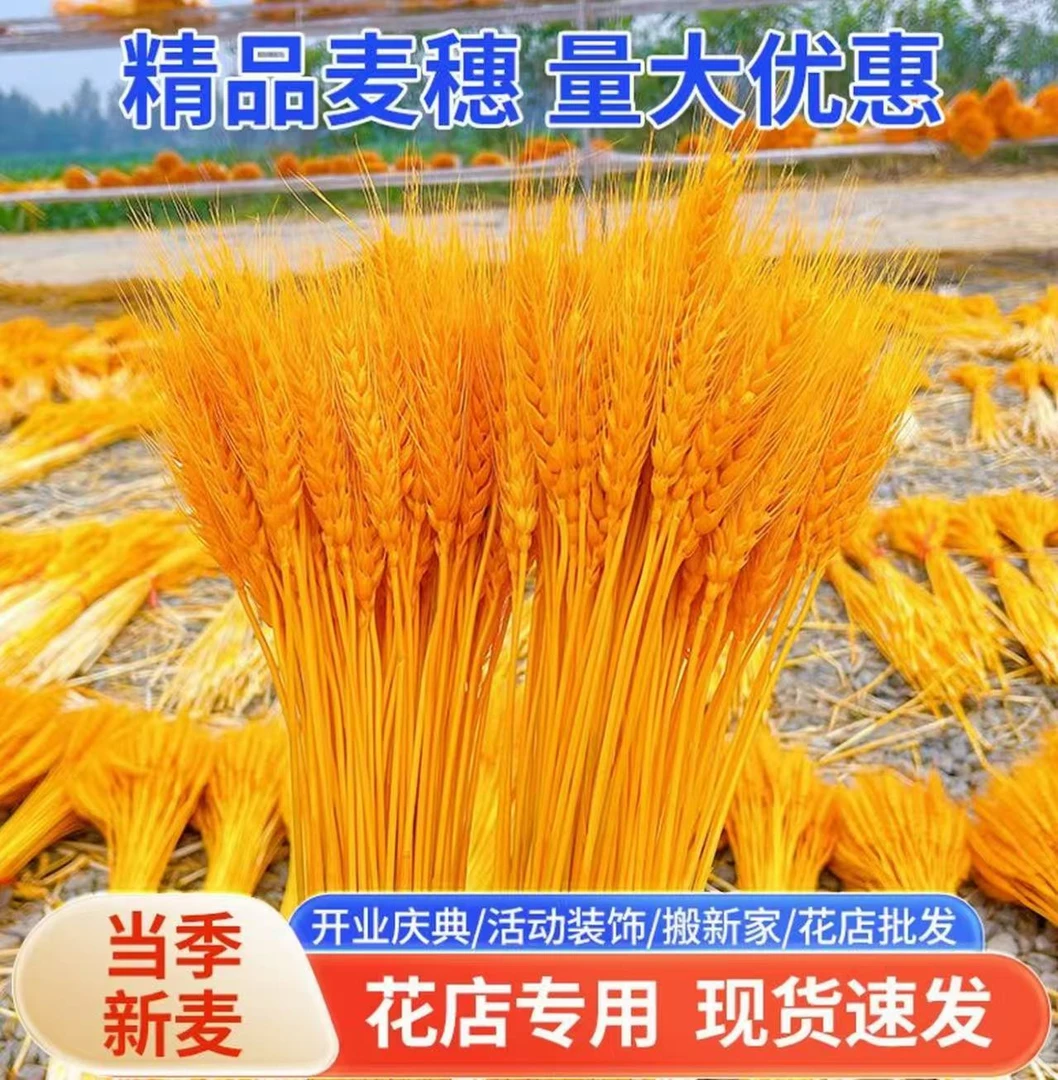 100枝天然黄金麦穗干花批发花束装饰摆件生意大麦过年装饰