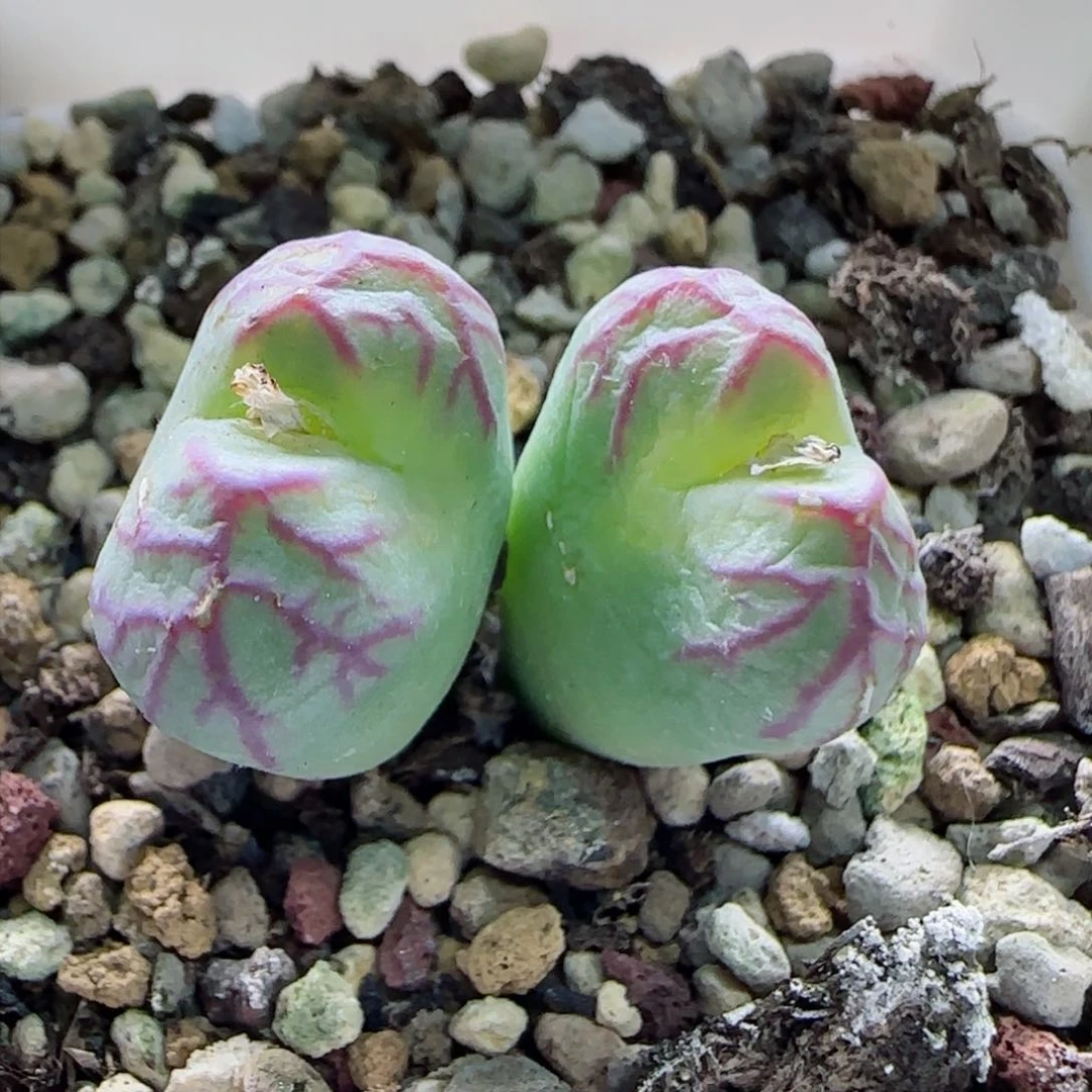 大*?2-2-全场8.8折满58包邮脱土