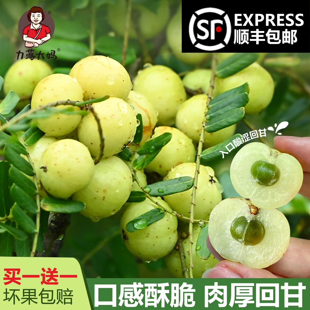 【潮汕大妈】买一送一【不甜】油甘子现摘新鲜牛甘果余甘果油柑两斤
