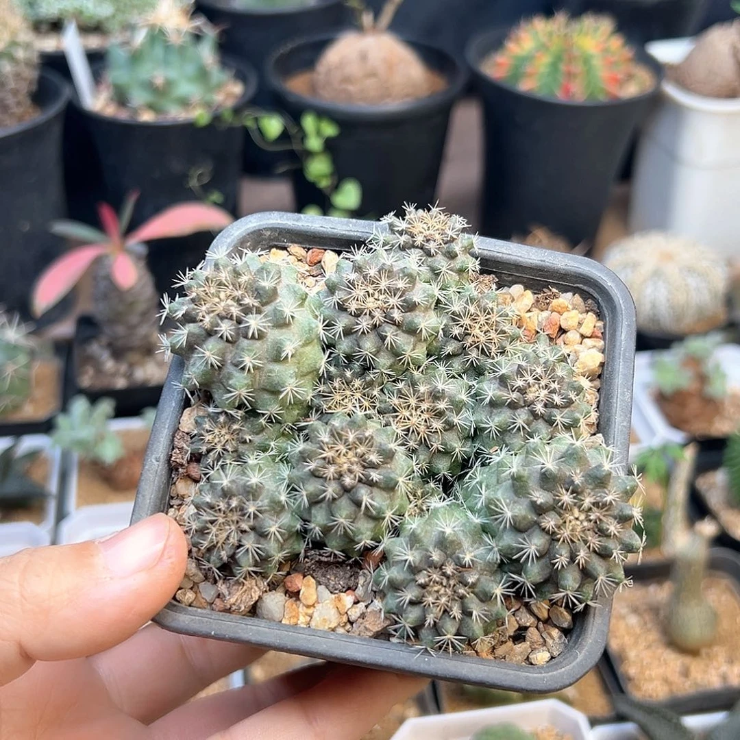 9.5cm龙爪球大群一颗