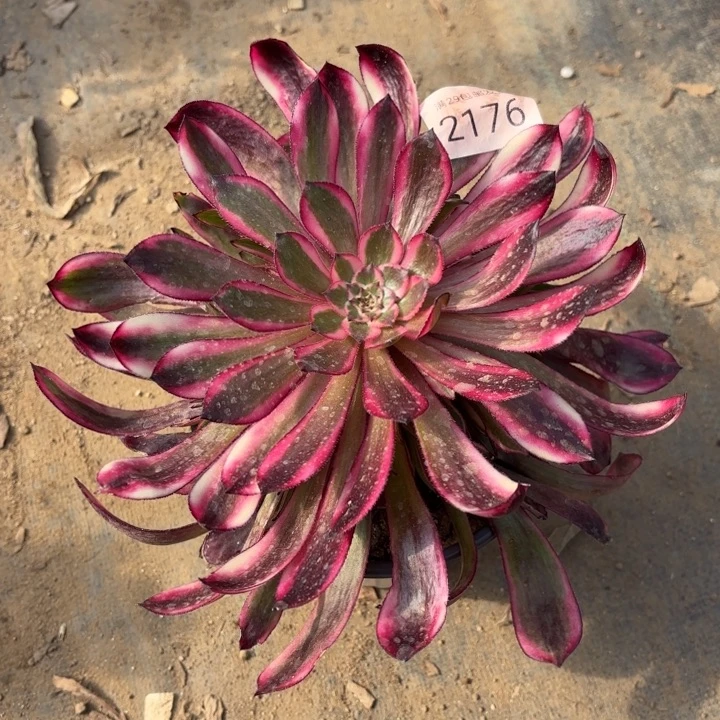 白月光多肉法师2176