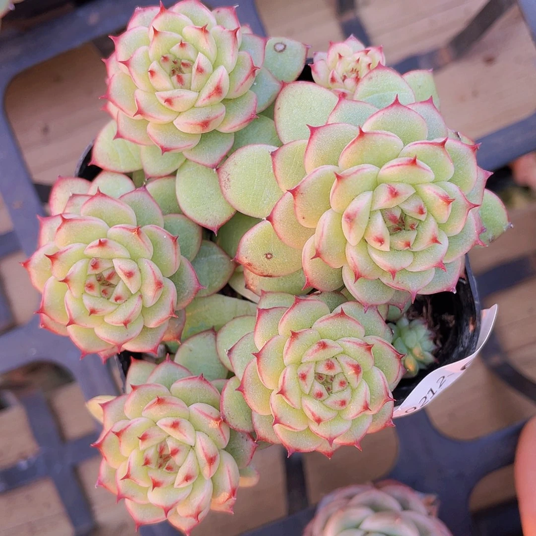 00000000000065量拍