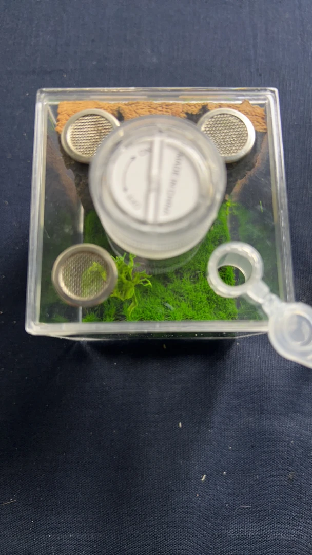 小鸣虫生态盒适用于竹蛉 马蛉 螳螂 蜘蛛等 尺寸6.5✖️6.5