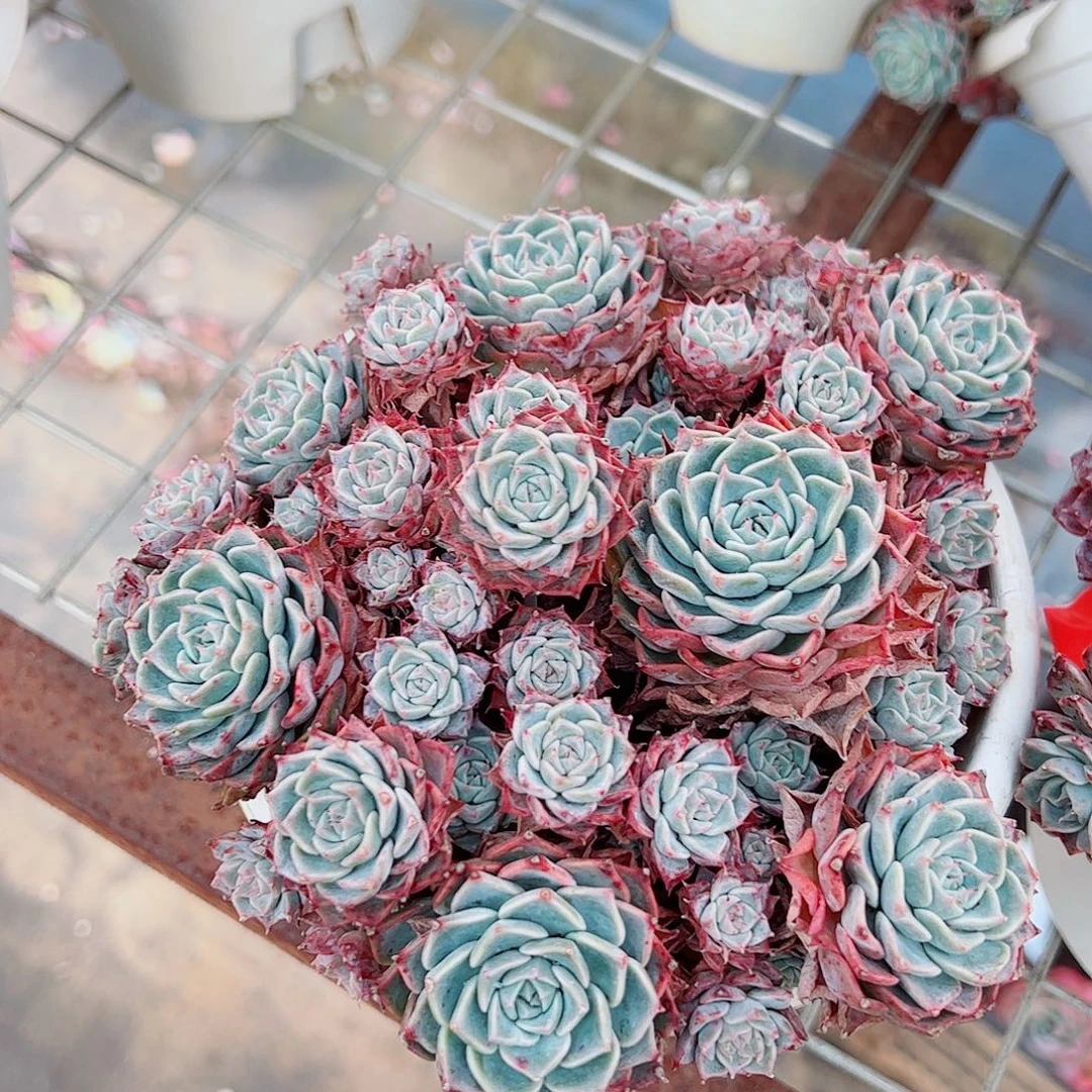 海滨格瑞带盆土精品特价