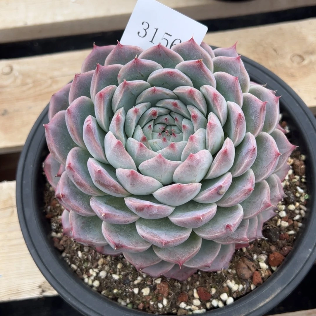 做**婆3156多肉多多多多多