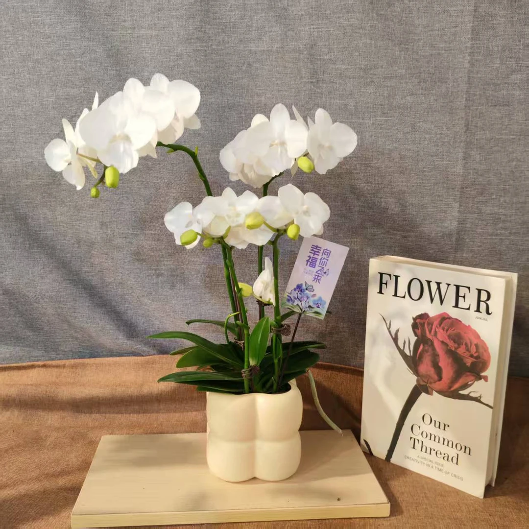 鲜花【白天鹅】蝴蝶兰室内种植观赏送礼带花发货