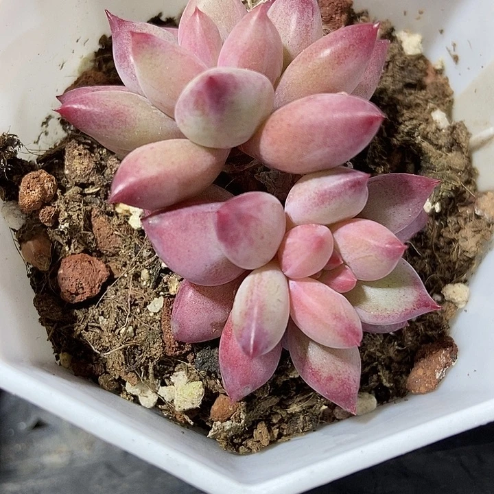 多肉植物金鱼姬964