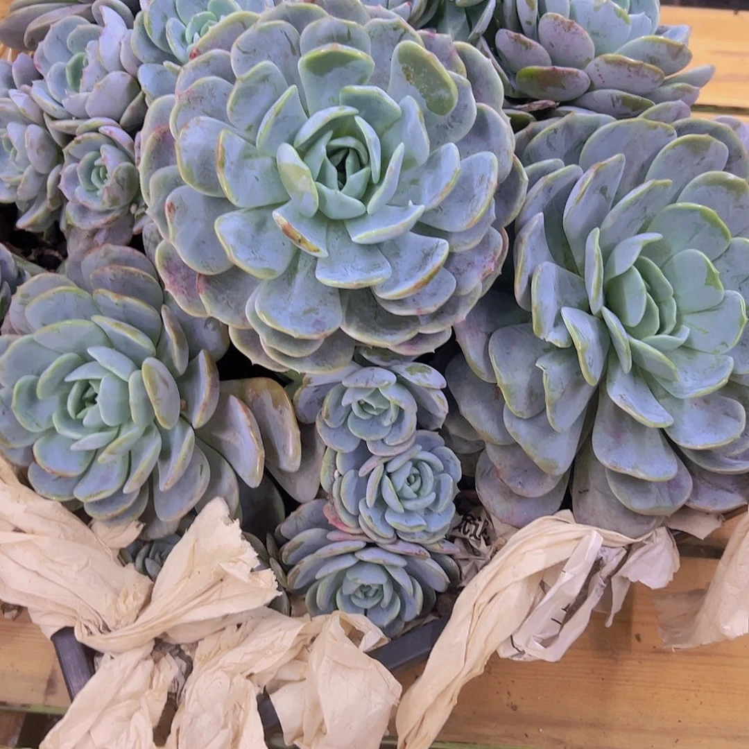 月***面劳林多肉植物寄养月亮小姐姐专拍