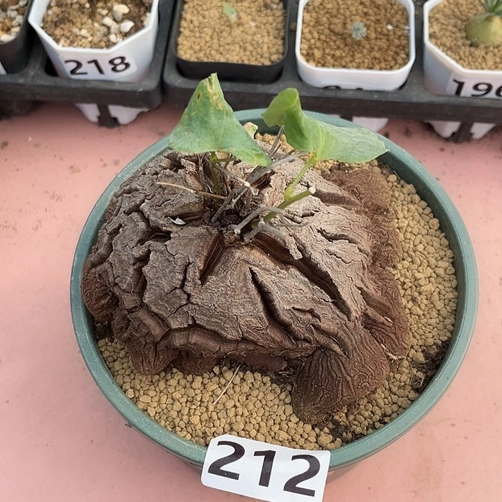 212超大象足龟甲龙块根