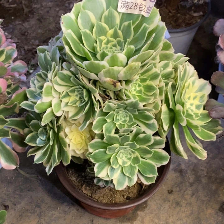 迈巴赫多肉断头不包438