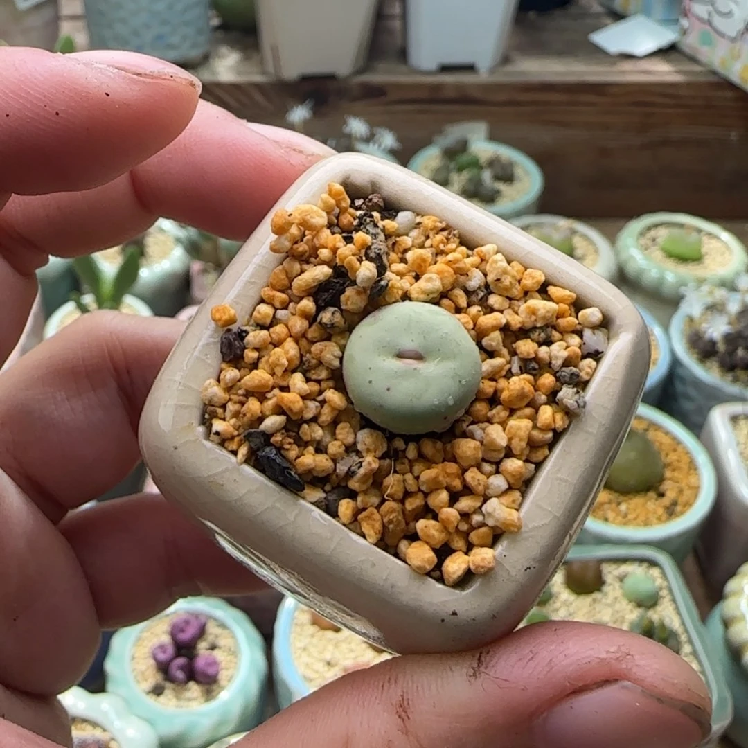 5174-/一物一拍 带盆1865.21 贝特分