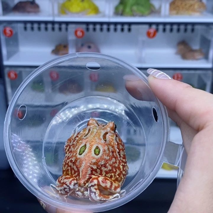 角蛙角蛙角蛙角蛙