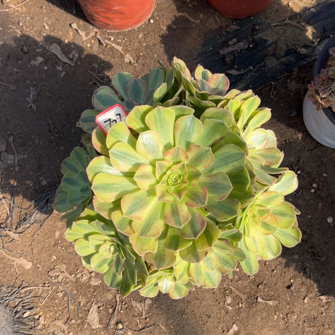 727多肉植物雨荷法师