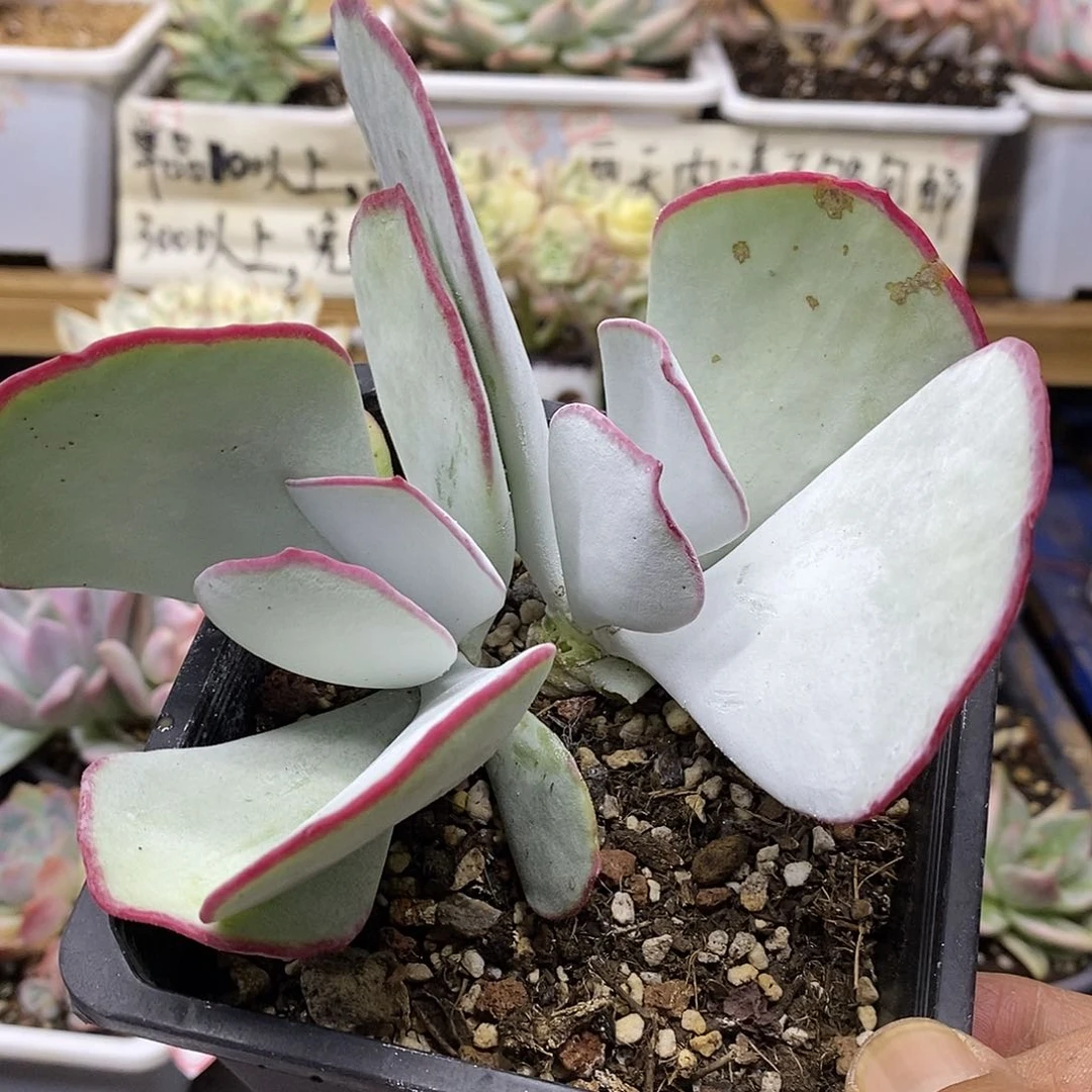 1563 白眉无砍双头