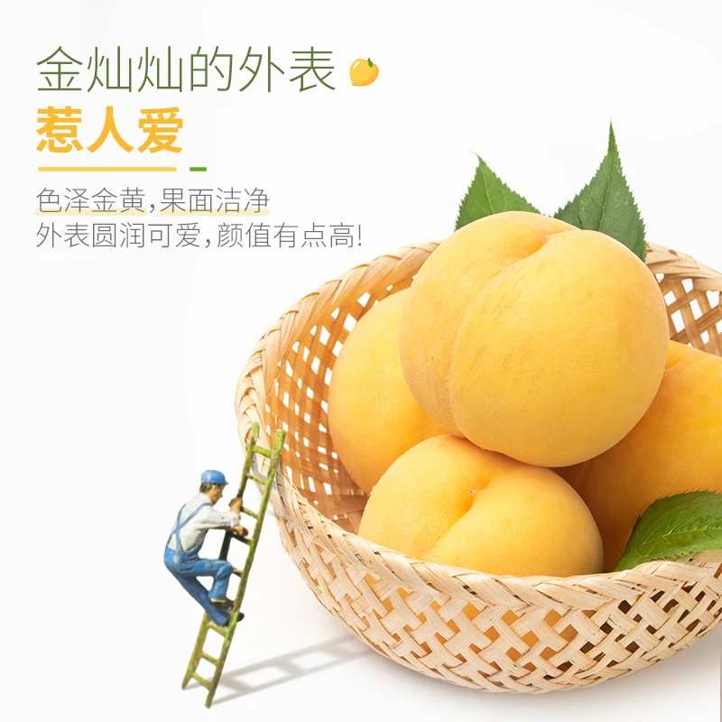 炎陵正宗高山黄桃新鲜应季水果现摘现发顺丰包邮湖南省