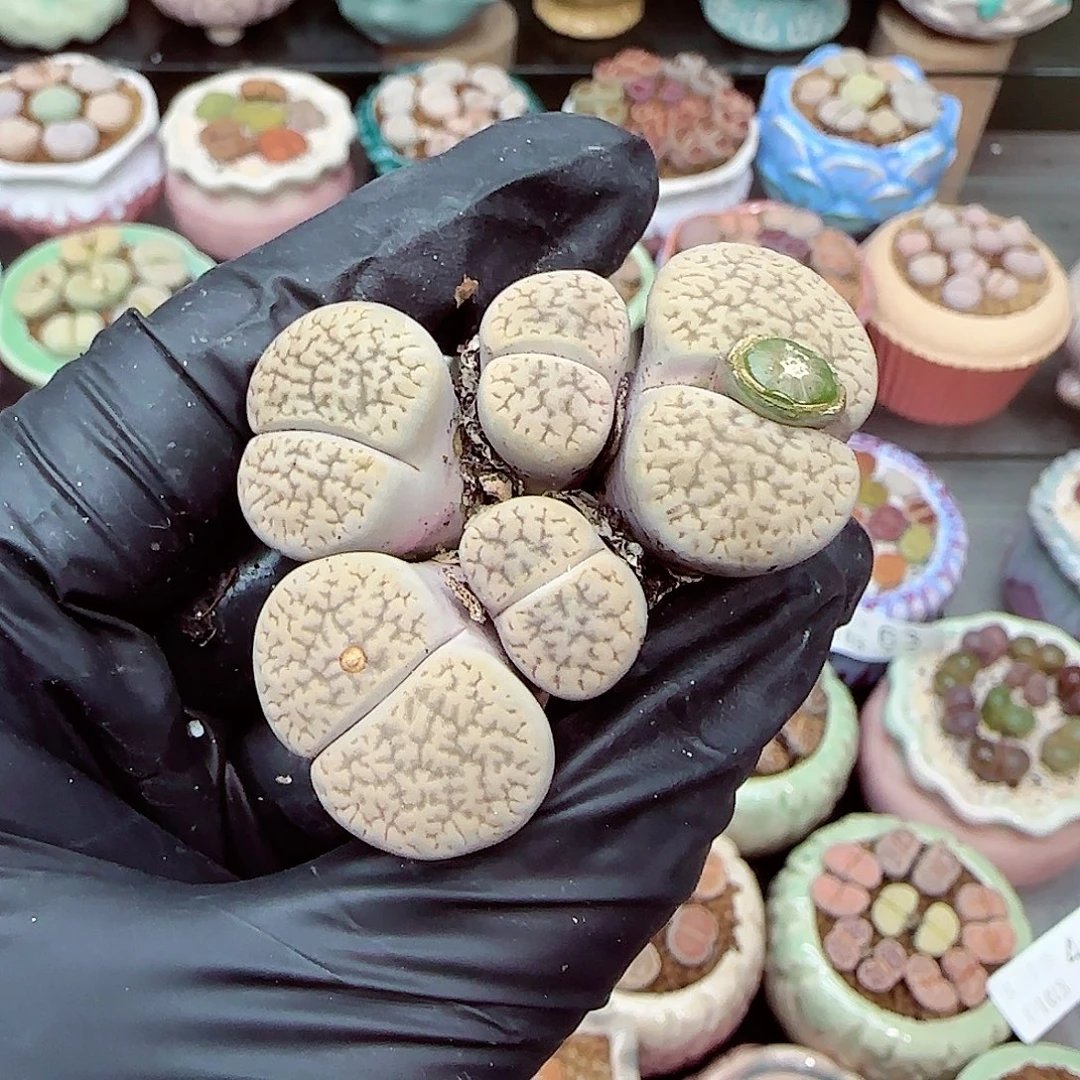 生石花满18包邮0103-65