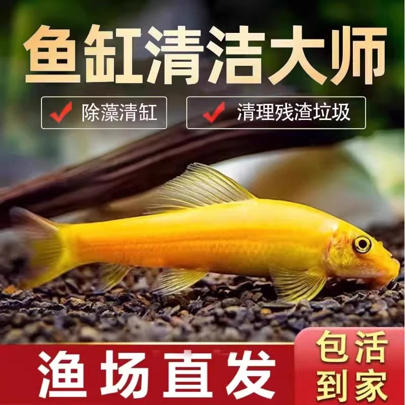工具清洁除藻除苔鱼工具鱼观赏鱼清洁清缸活体热带鱼