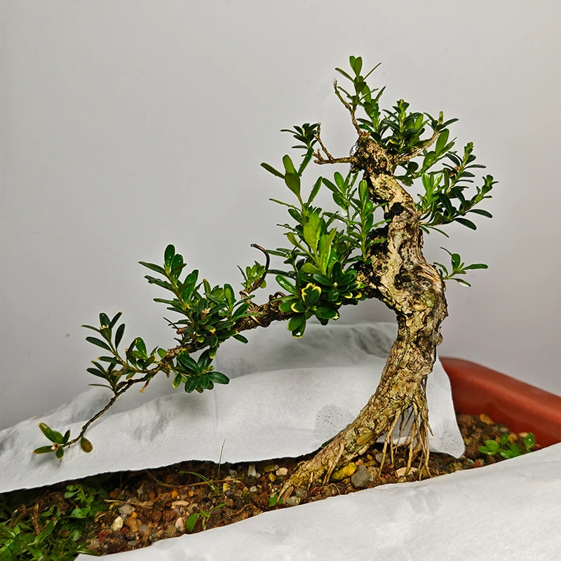 下山老骨头 带舍利 凤米 凤凰山米叶黄杨