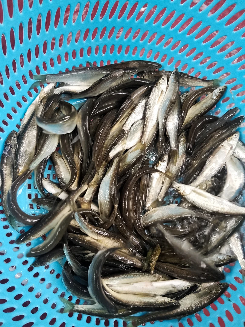 蓝刀白条土狗白条清水鱼