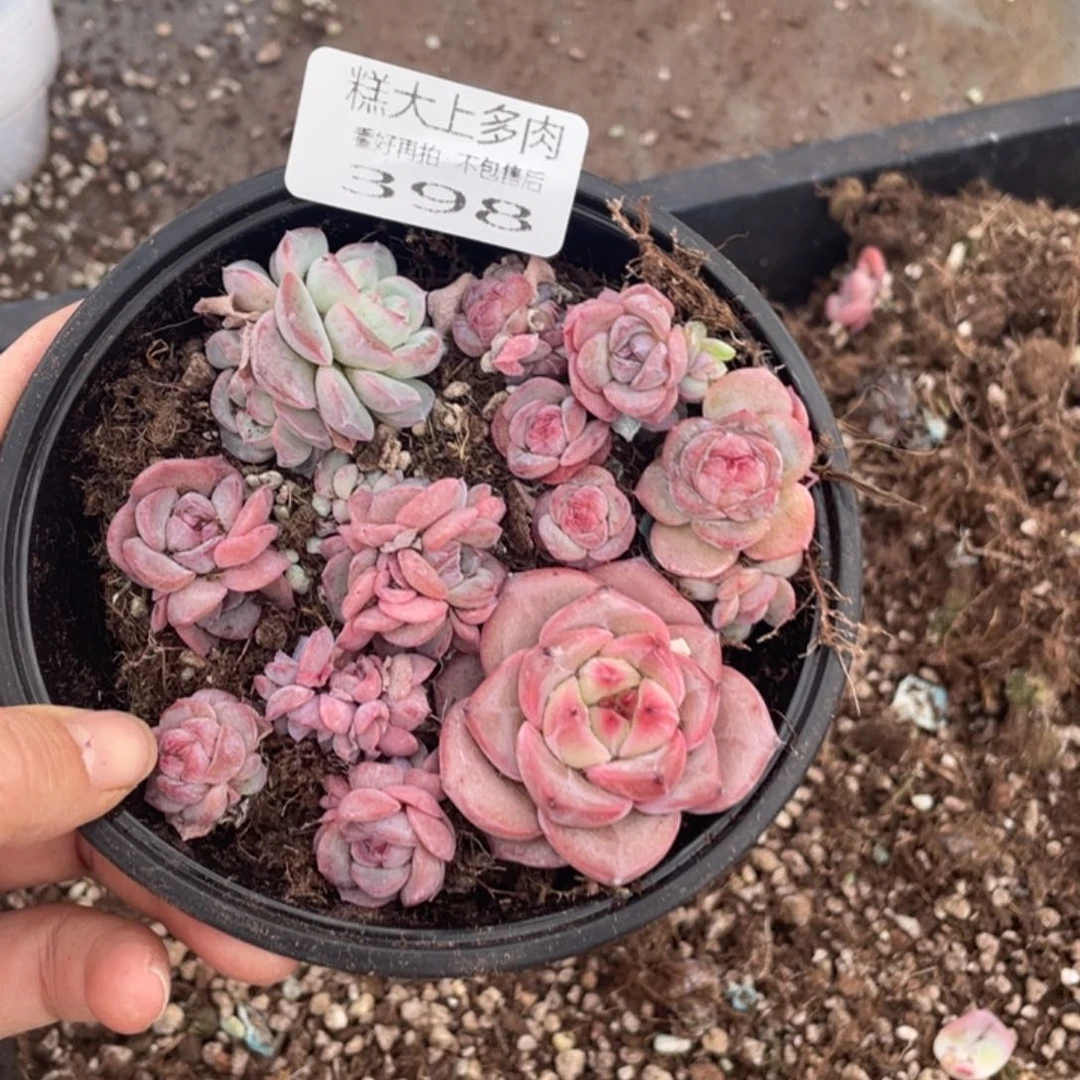 糕大上多肉植物398