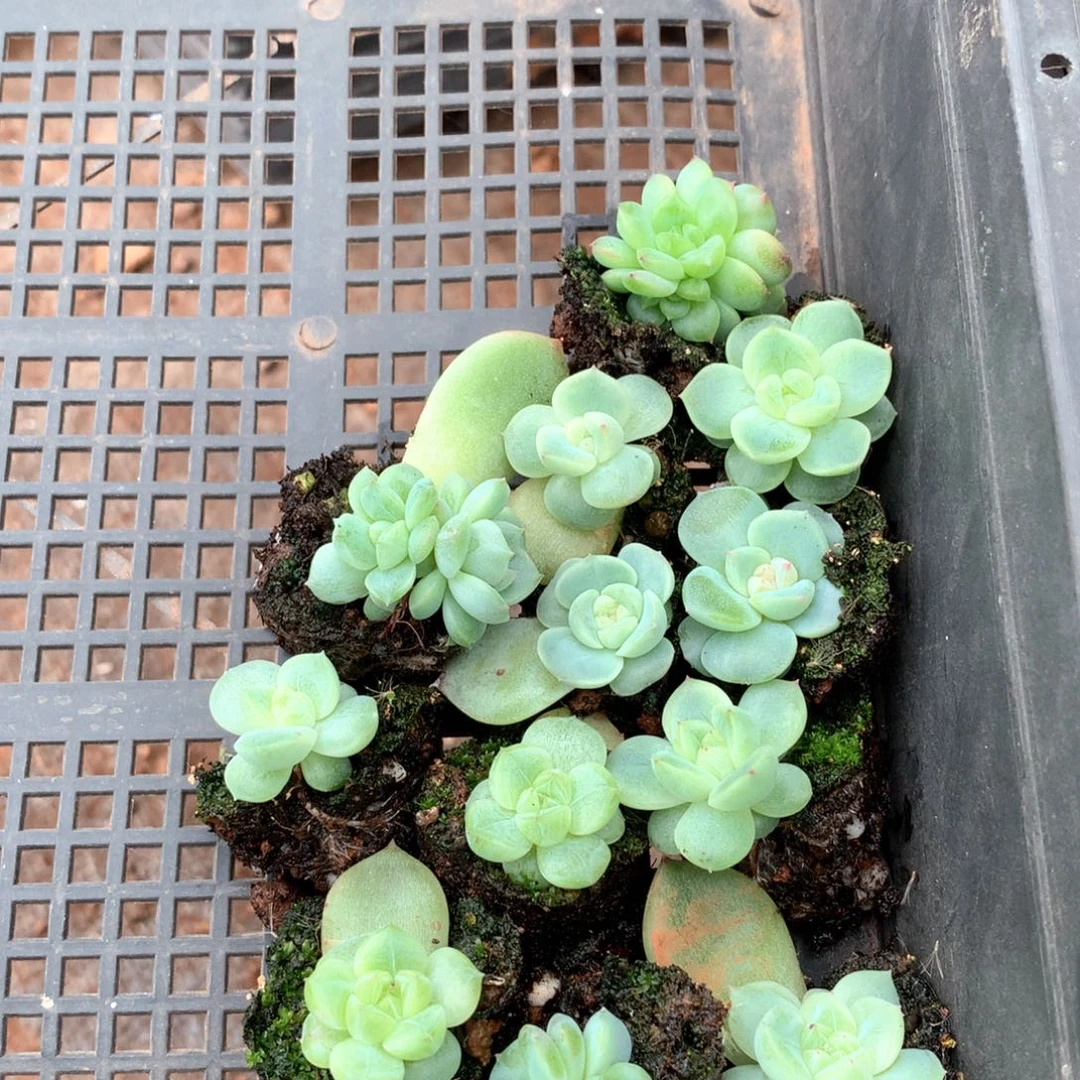 珍妮优选苗。    捷儿姐姐专拍