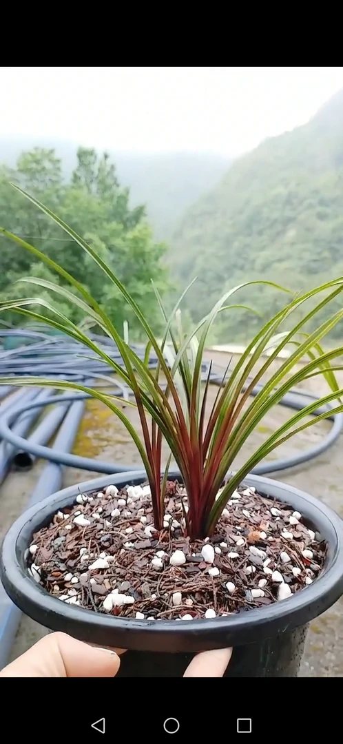 精品蕙兰红香妃，