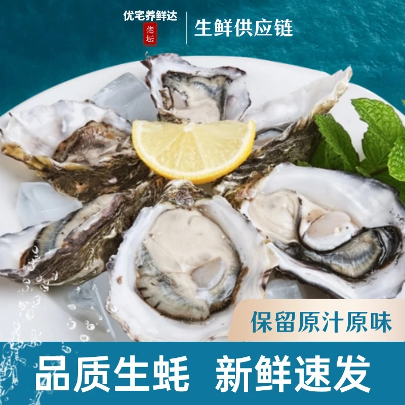 【鲜活捕捞】大连海岛原汁生蚝，约165克一只，个大饱满，肥美鲜甜