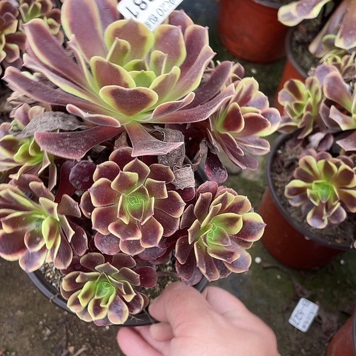 881欧嘉莉多肉满20包邮