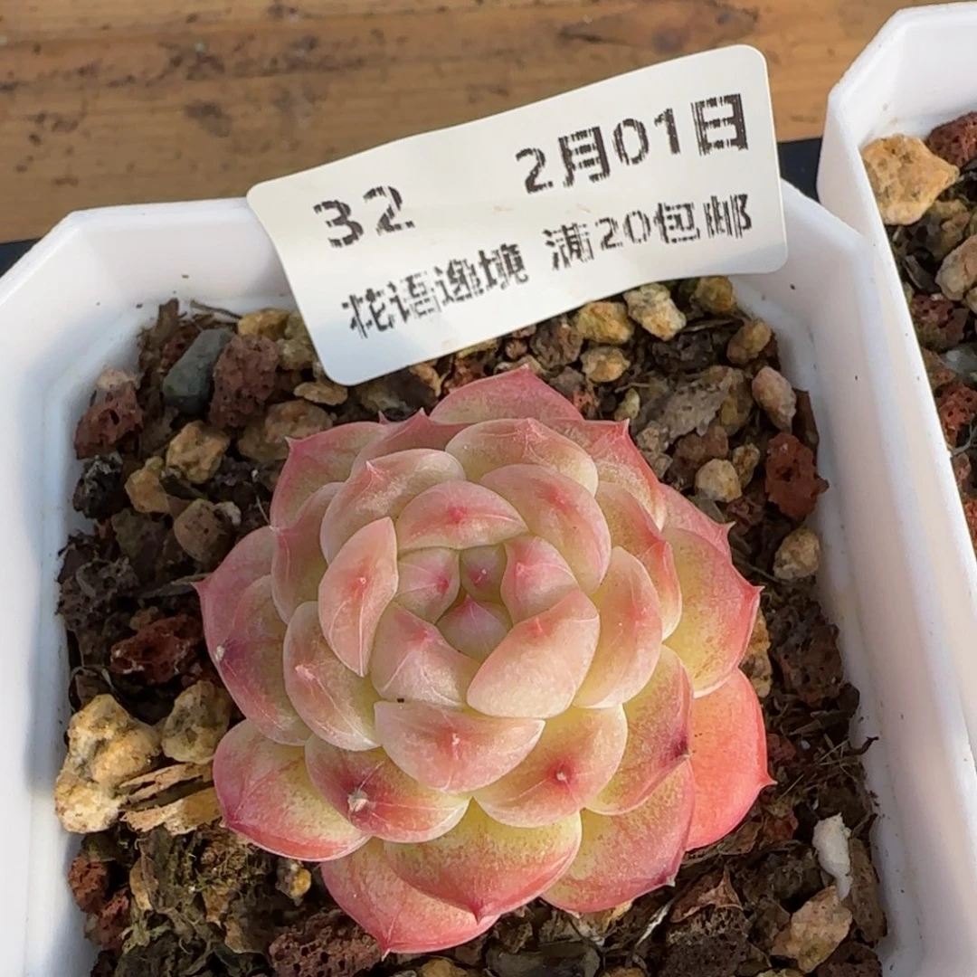 花语逸镜0201-32