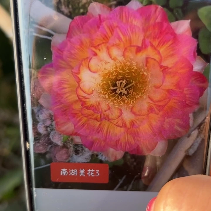 2丽花美花3歪无根侧芽2一3公分左右
