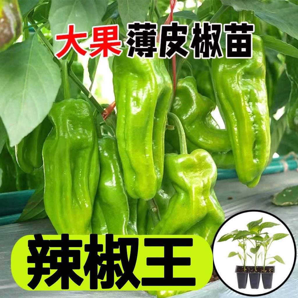 薄皮辣椒苗秧苗大果虎皮青椒苗微辣皱皮泡椒苗四季菜园蔬菜种子
