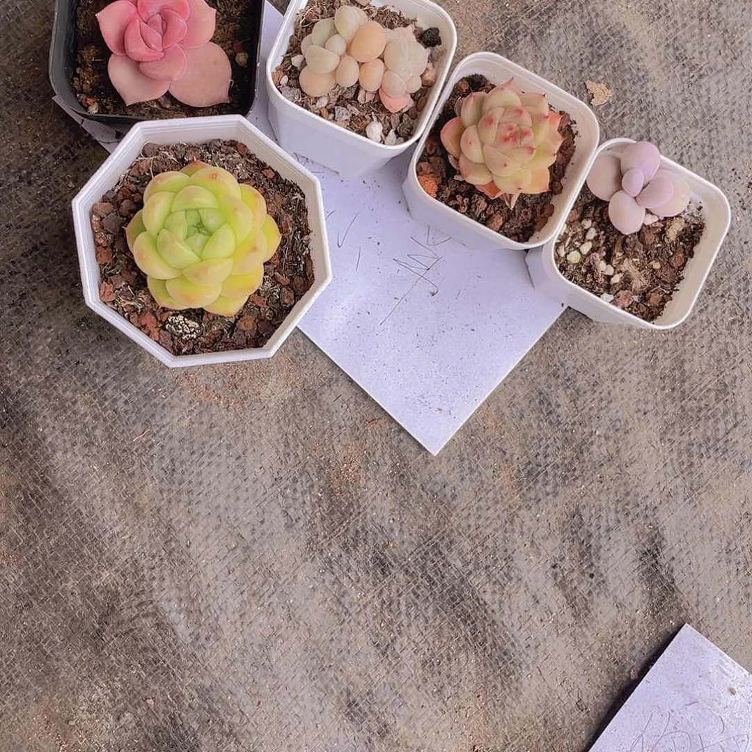 ?****羊冰小羊姐这一物一拍