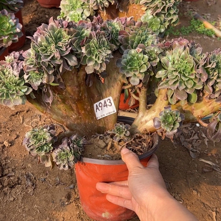 玫瑰缀多肉植物943.