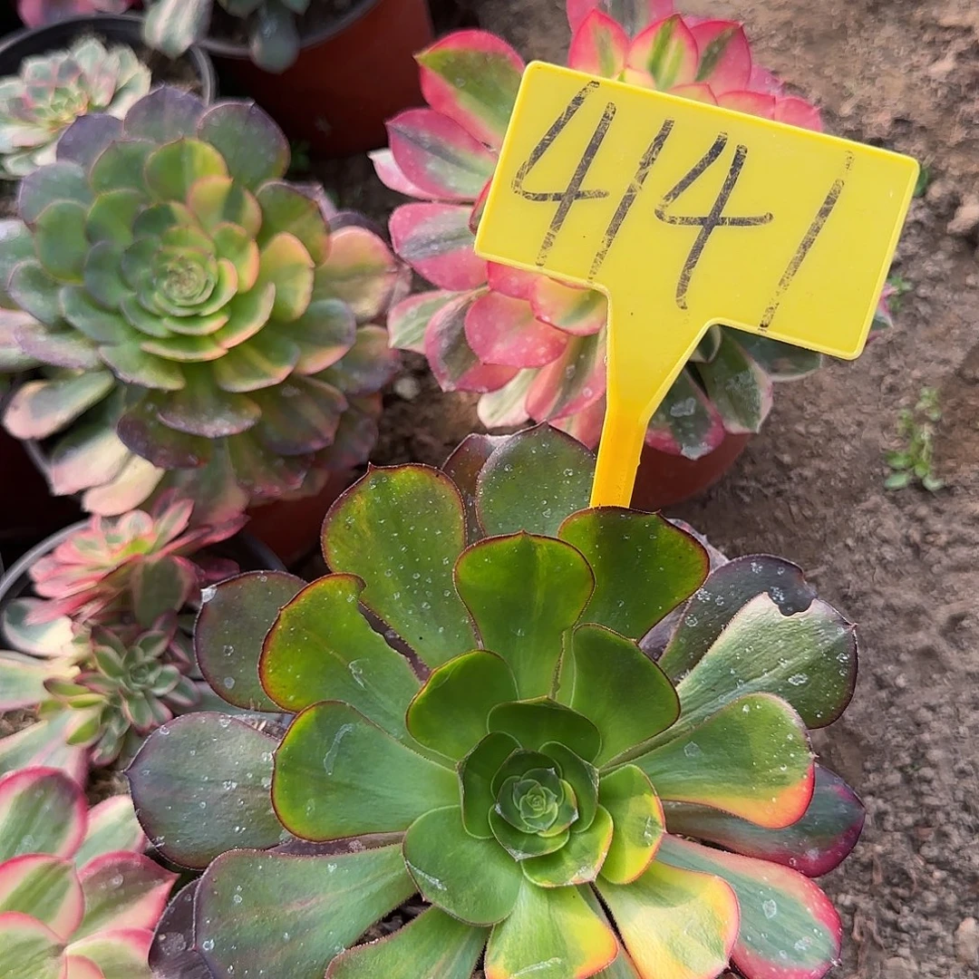 4141---巫毒七彩多头多肉