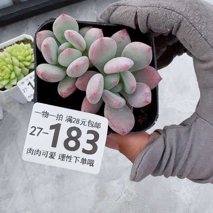 椰奶多肉无盆土无盆土无